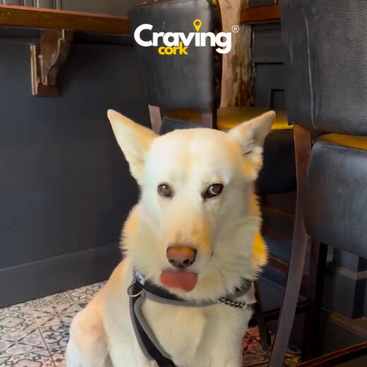 Craving Cork Video